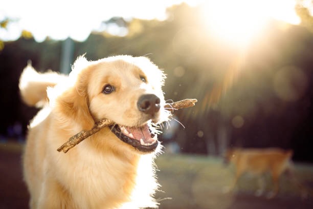 Happy dog on a walk