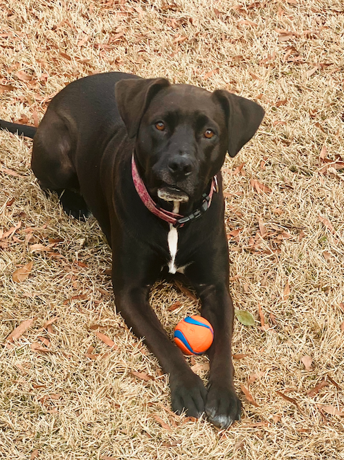 Layla, Josh's assistant dog