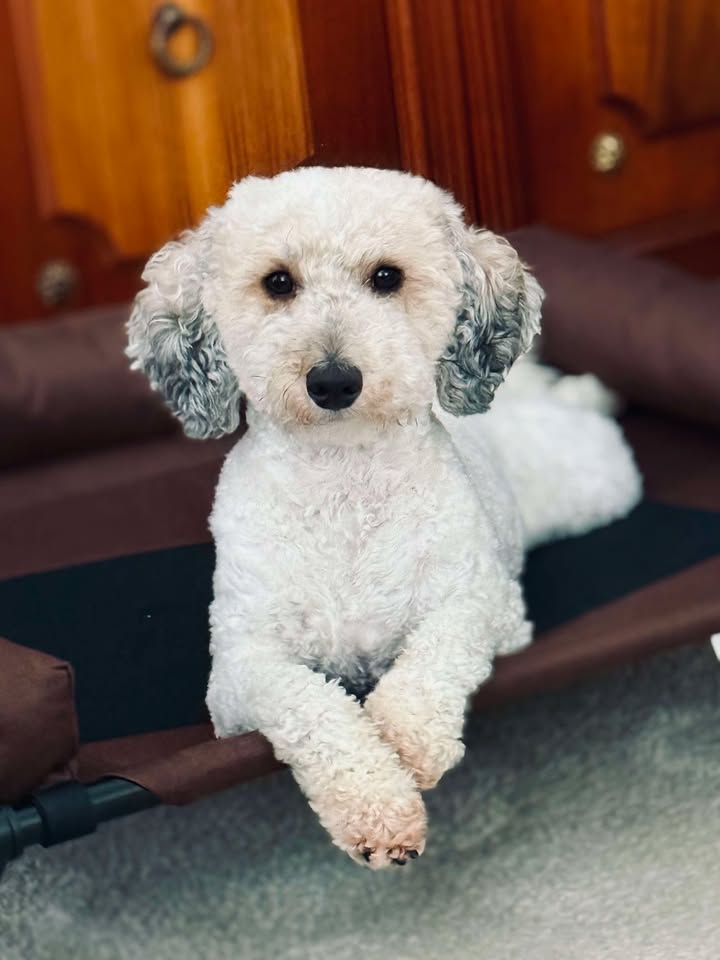 Henry